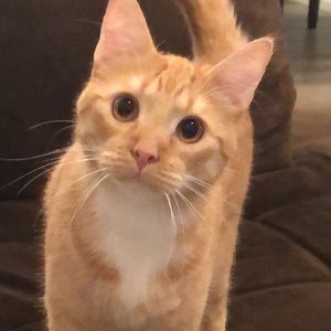 Meet your Posher, Kelcie